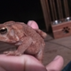 Cool toad